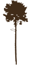 Tall Tree