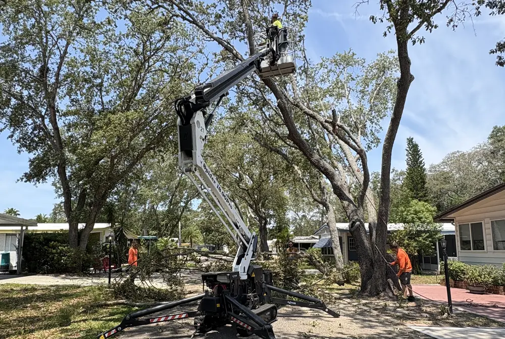Trimming trees along the road