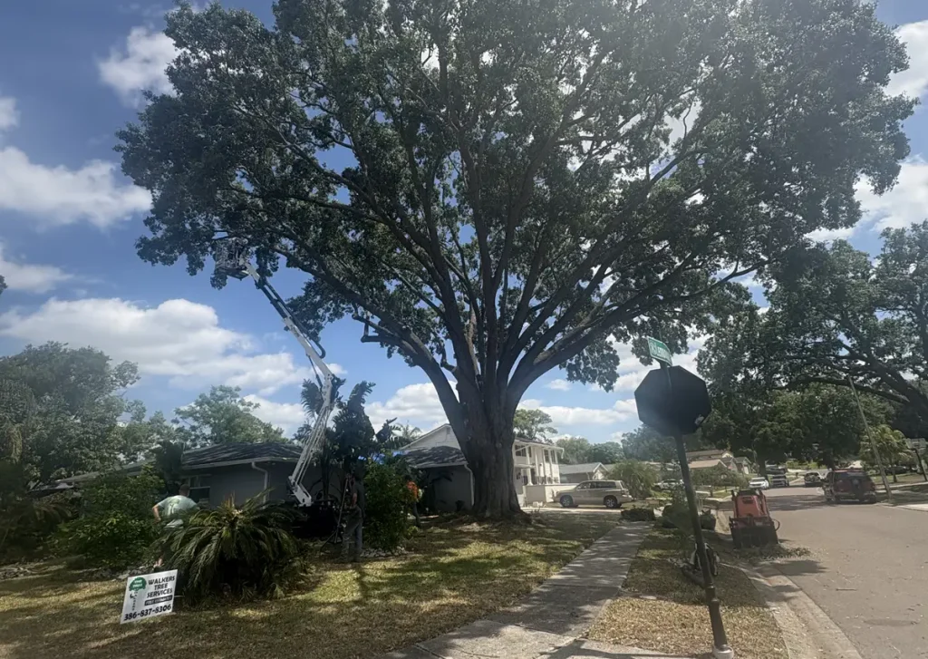 Cutting a tree near an intersection